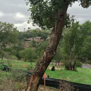 Pritzlaff construction site. Fire damaged trees along route of new cart path