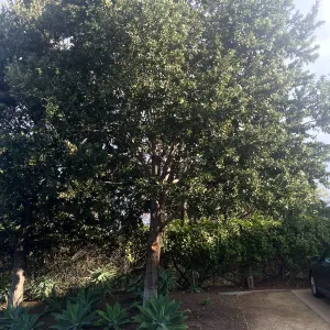 Susan van Atta property, Quercus tomentella