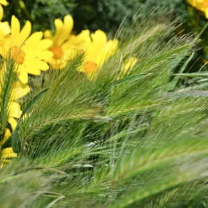 Anacapa Island Trip 2016-05, Hordeum murinum (non-native annual grass), Coreopsis gigantea