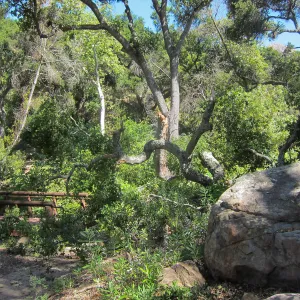 Fallen oak in Wooded Dell by Campbell Bridge