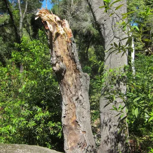 Fallen oak in Wooded Dell by Campbell Bridge