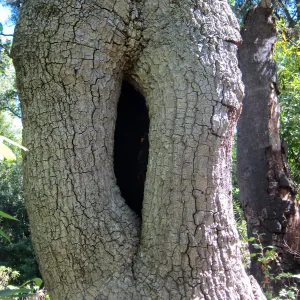 Fallen oak in Wooded Dell by Campbell Bridge