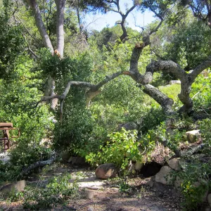 Fallen oak in Wooded Dell by Campbell Bridge