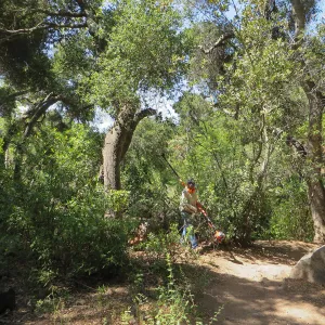 Manuel cleaning up downed oak by trail to water tank