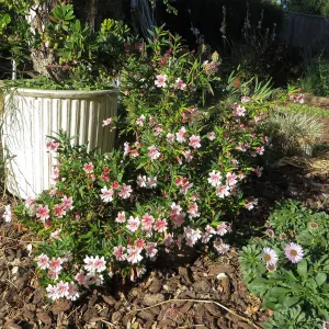 Betsy's Garden, Mimulus Jelly Bean Purple & Pink