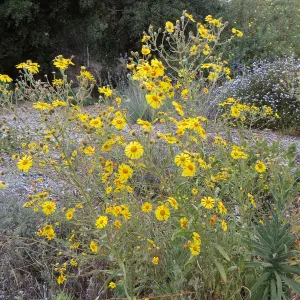 Tunnel Road Triangle, Madia elegans