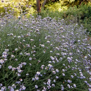 Tunnel Road Triangle, Verbena Paseo Rancho