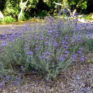 Tunnel Road Triangle, Salvia Allen Chickering