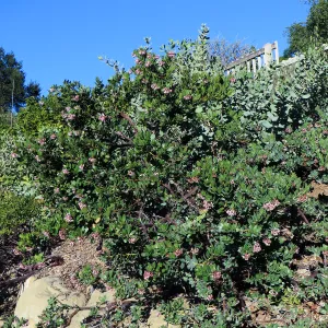 Parking lot bank, Arctostaphylos insularis