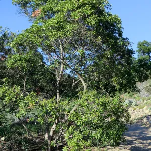 Comarostaphylis diversifolia on Porter Trail