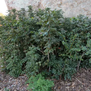 Berberis pinnata at Blaksley boulder