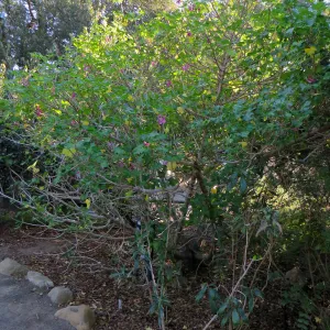 Lavatera assurgentiflora in Conservation display