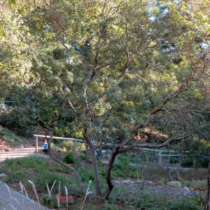 Comarostaphylis at entrance