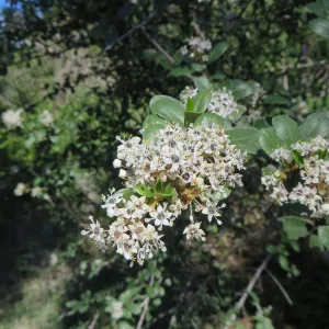 Ceanothus megacarpus , flower closeup