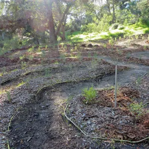 the Maze