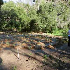 the Maze