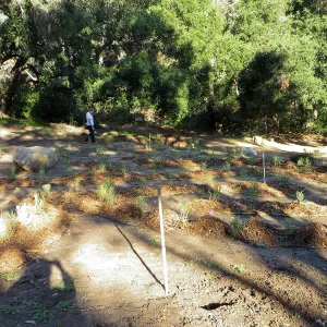 the Maze