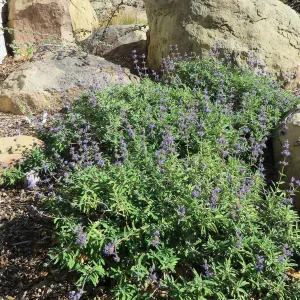Salvia (sage) Bon Bon