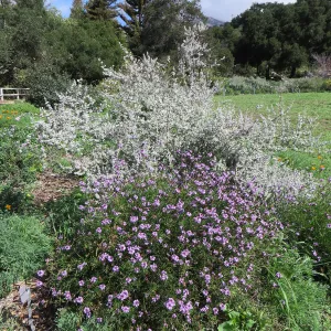 Hyptis Sliver Lining Verbena de la Mina