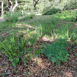 Iris, Satureja, Thalictrum understory in Meadow View