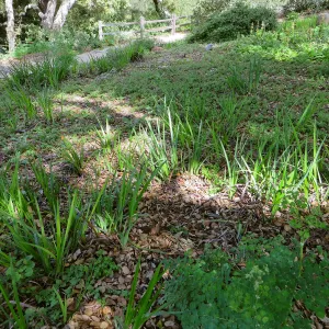 Iris, Satureja, Thalictrum understory in Meadow View