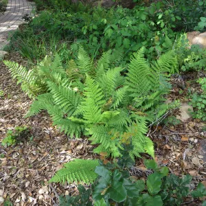 Dryopteris