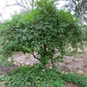 Sambucus (Elderberry), Manzanita Section