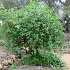 Sambucus (Elderberry), Manzanita Section