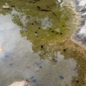 Tadpoles in pool at dripping rock, Manzanita Section