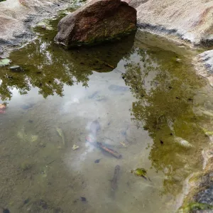 Tadpoles in pool at dripping rock, Manzanita Section