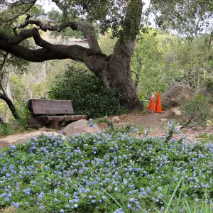 Ceanothus (California Lilac) sp. Manzanita Section