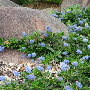 Ceanothus sp. Manzanita Section