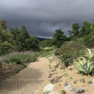 Path along Dudleya (liveforevers) display