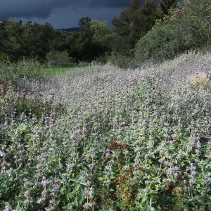Salvia Pt Sal, Meadow Section