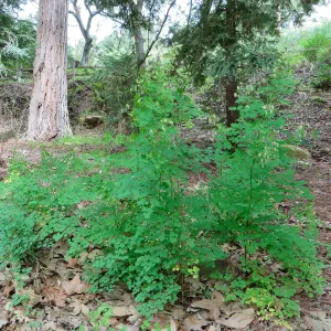 Thalictrum, meadow rue