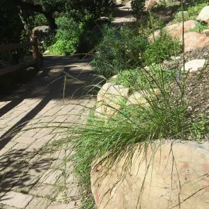 Melica imperfecta on Campbell Trail