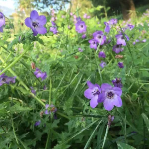 Pholistoma auritum, fiesta flower at Modoc Open Space in Santa Barbara