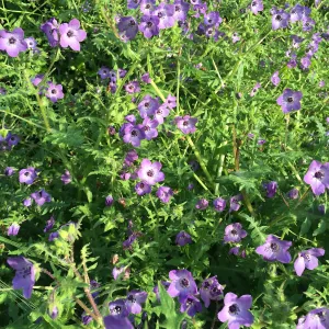 Pholistoma auritum, fiesta flower at Modoc Open Space in Santa Barbara
