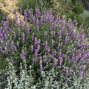 Lupinus albifrons, Figeuroa Mtn