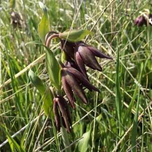 Figeuroa Mtn , Fritillaria biflora , chocolate lily