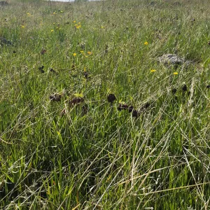 Figeuroa Mtn, Fritillaria biflora, chocolate lily