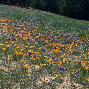Figeuroa Mtn, Lupinus bicolor and California poppy