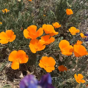 Figeuroa Mtn, Lupinus bicolor and California poppy