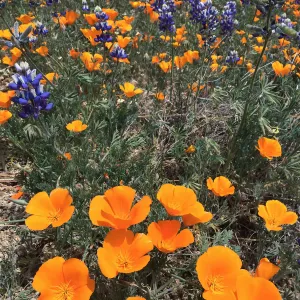 Figeuroa Mtn, Lupinus bicolor and California poppy