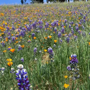 Figeuroa Mtn, Lupinus bicolor and California poppy
