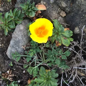 Eschscholzia californica
