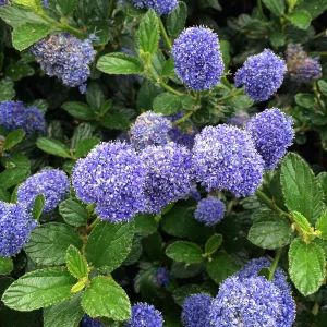 Ceanothus (California Lilac) sp