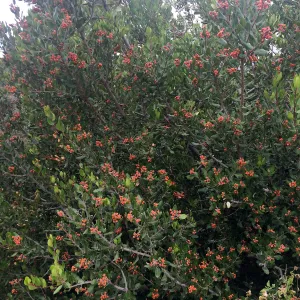 Porter Trail, Rhus integrifolia , Lemonade Berry