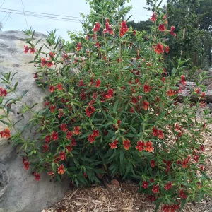 Peter Schuyler garden, Mimulus rutilus