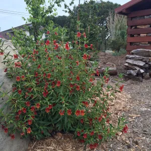 Peter Schuyler garden, Mimulus rutilus